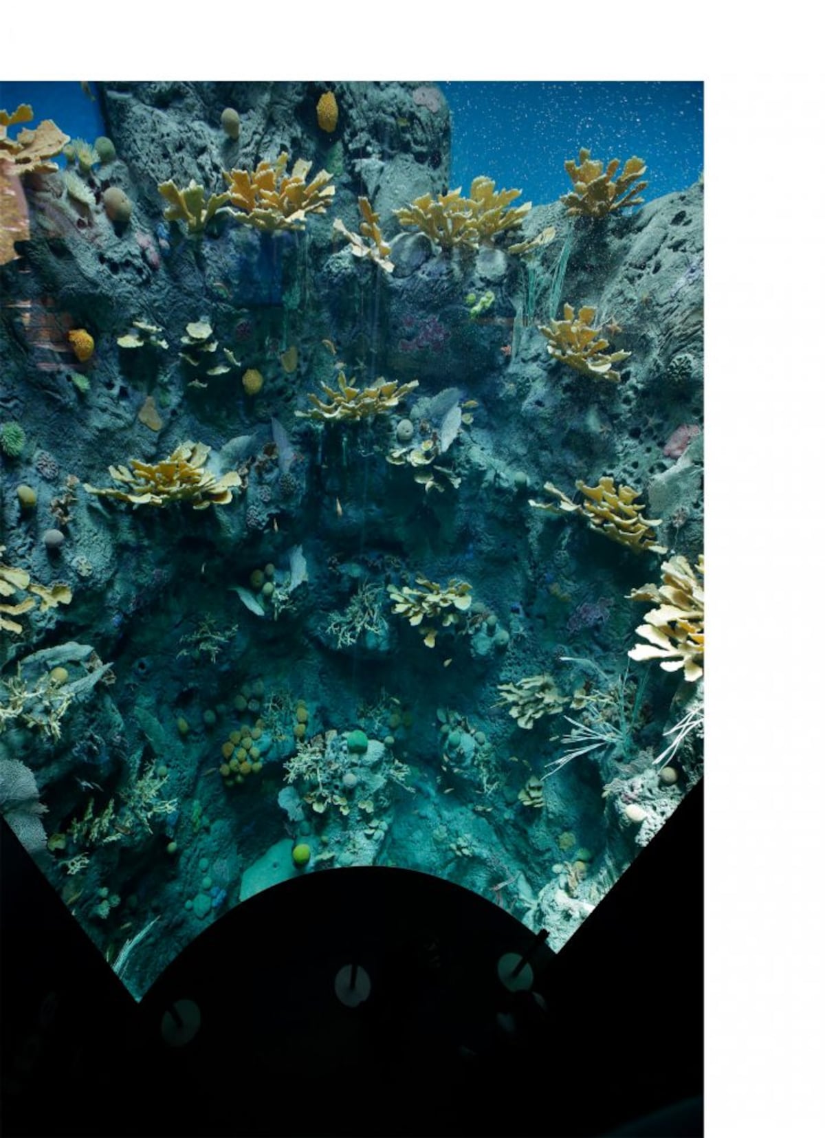 Océanos divididos, el nuevo acuario del Biomuseo