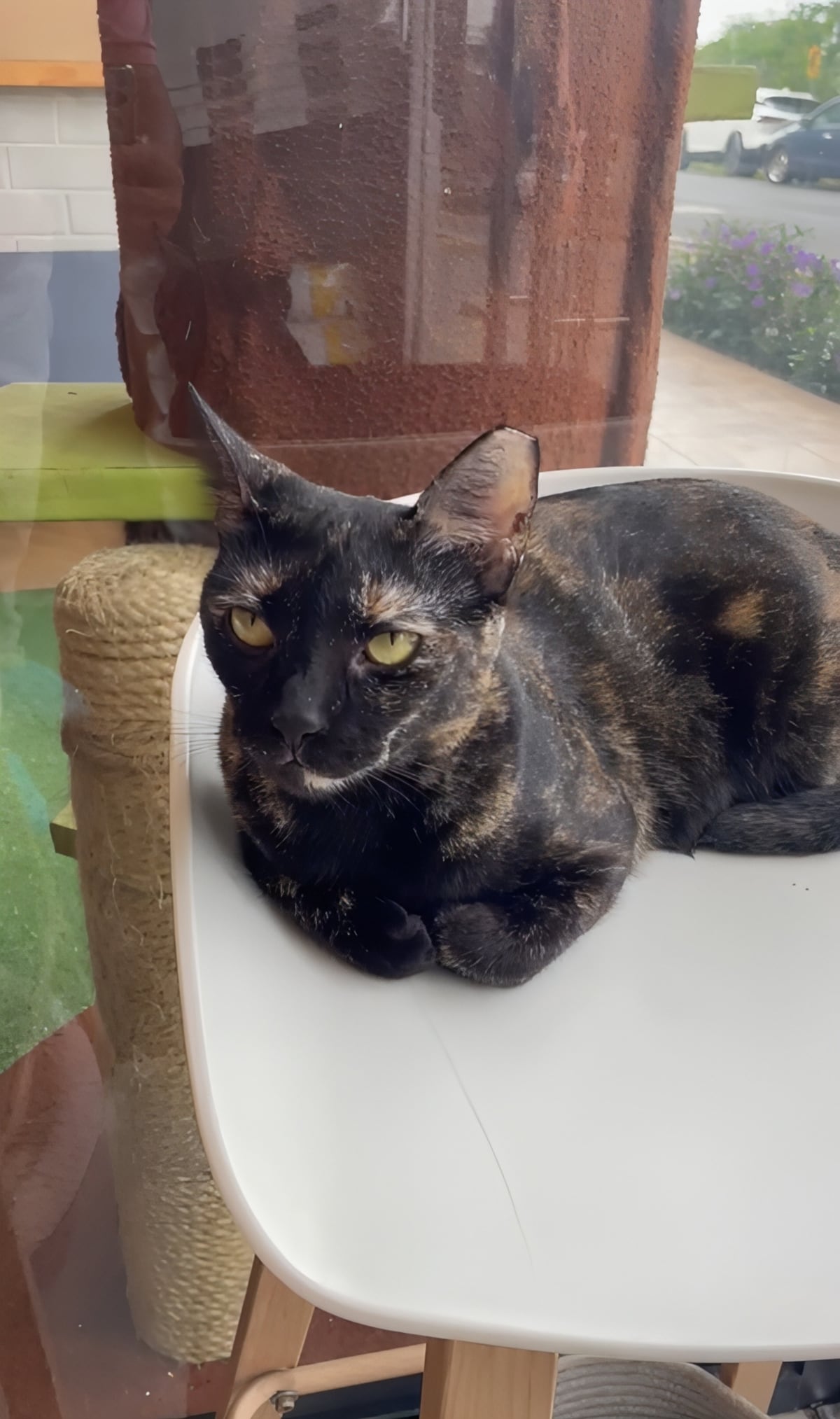 De no querer gatos a salvar más de 100: Laura Ospina y el poder transformador del amor felino