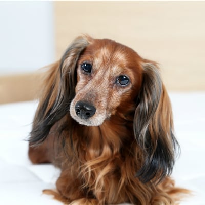 Cómo elegir una guardería canina