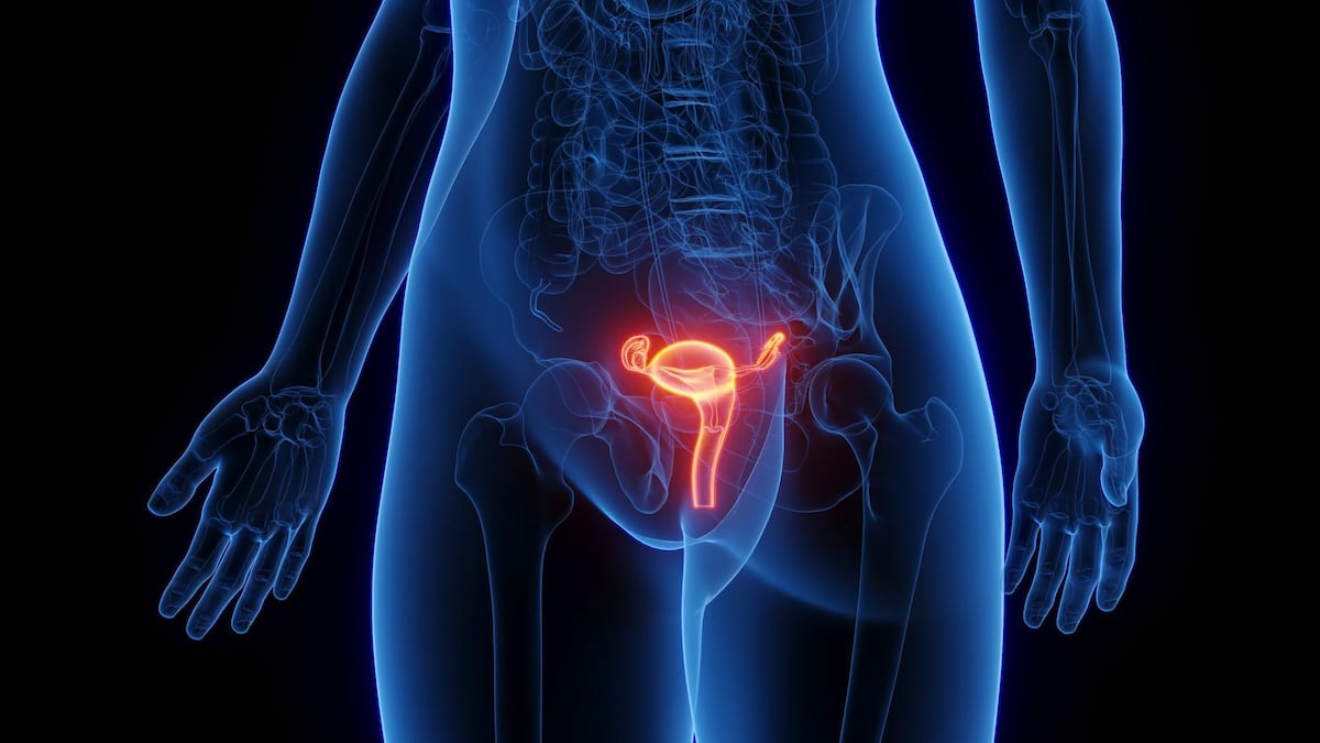 La sorprendente movilidad del útero y por qué es clave para el aparato reproductivo femenino