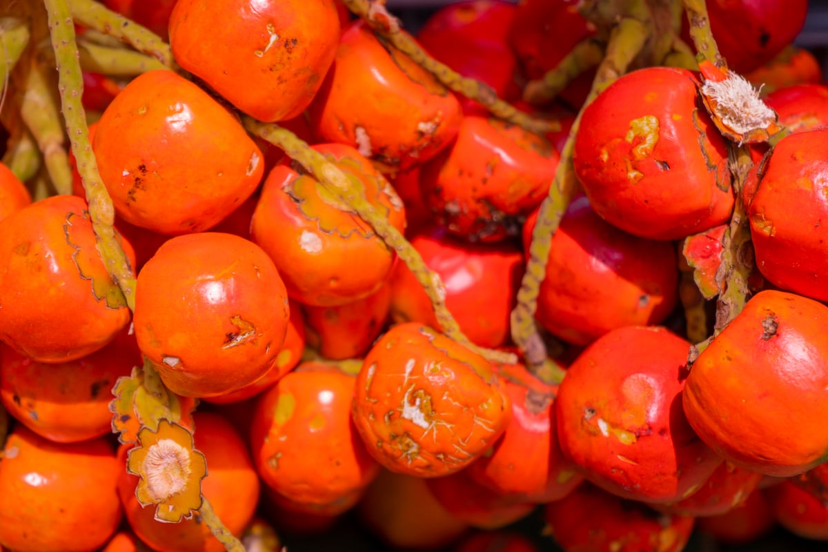 Calendario de ferias y festivales en Panamá: 10 opciones para disfrutar este 2025