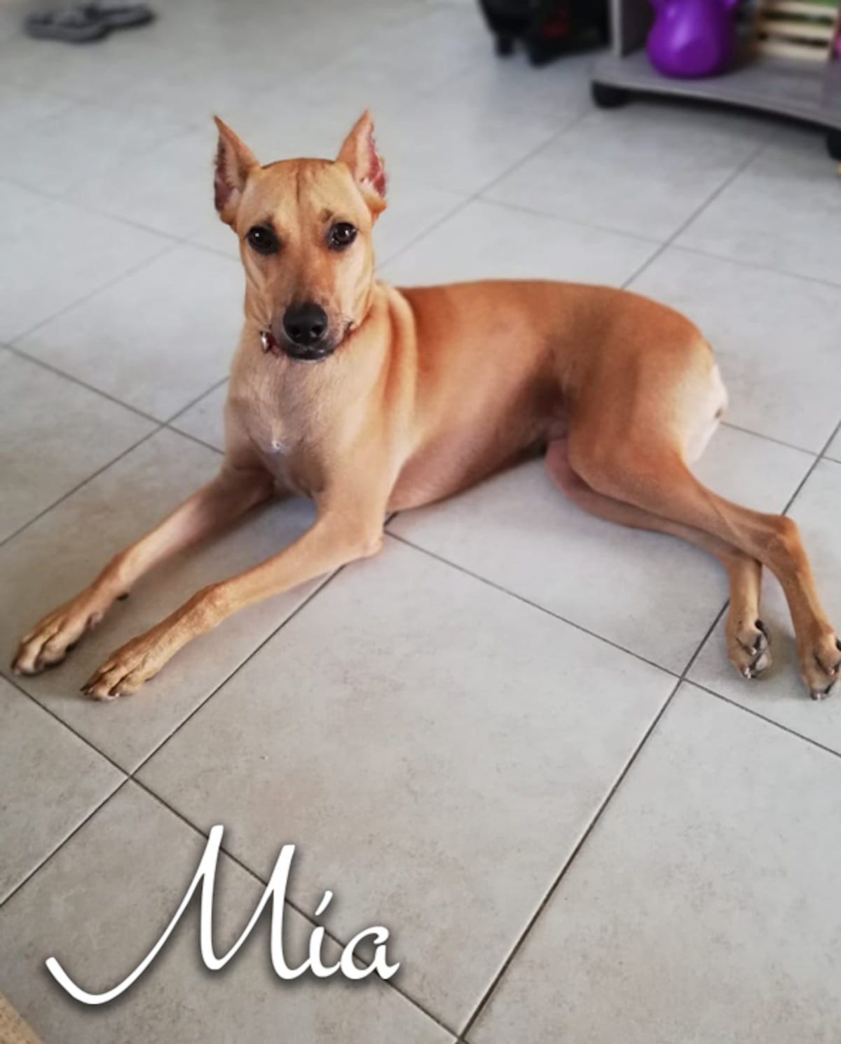 ‘Mis hijos perrunos’, ‘Mis niñas’, ‘Mi perrihija’, el Día Mundial del Perro en Panamá