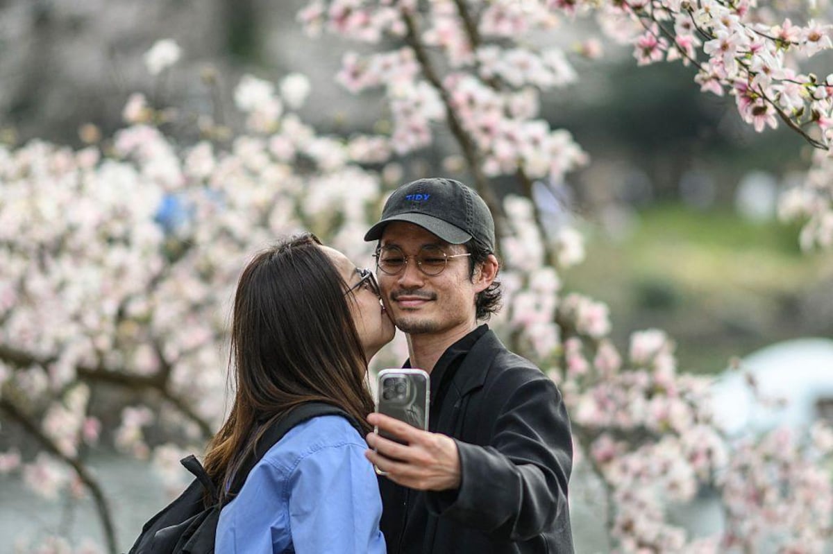 Cancelan un famoso festival de los cerezos de Japón ante el mal comportamiento de los turistas