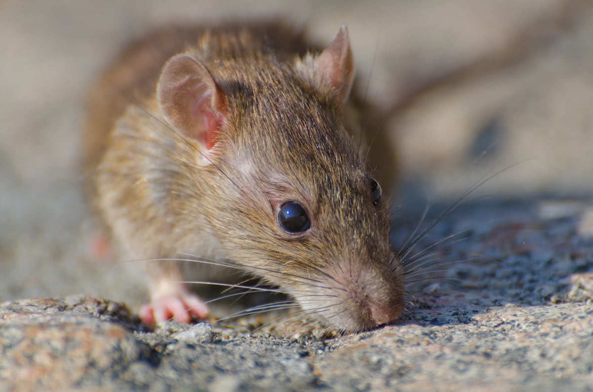¿Es grave el hantavirus?