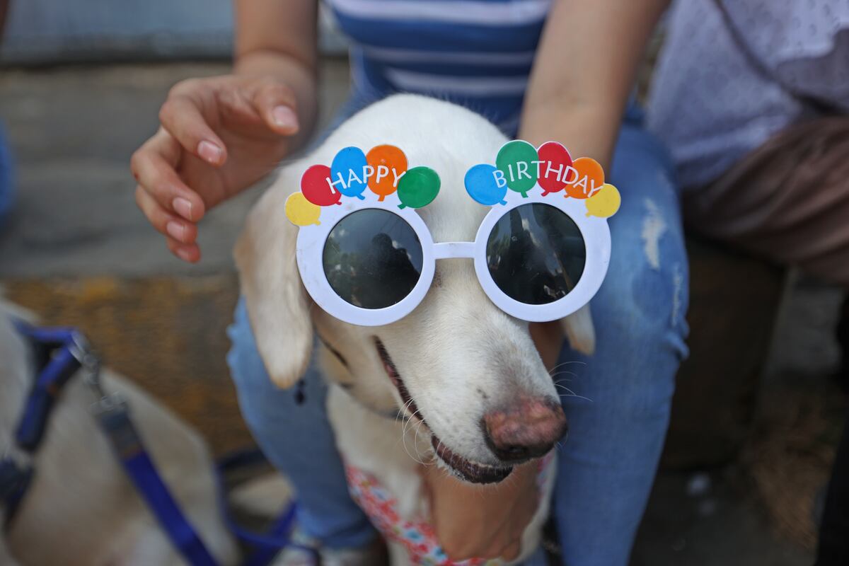 Mascotas disfrazadas para agradecer milagros: feligreses rinden homenaje al santo protector de los animales