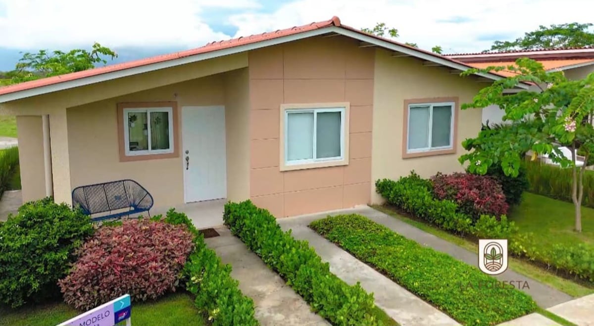 Un árbol frente a la ventana