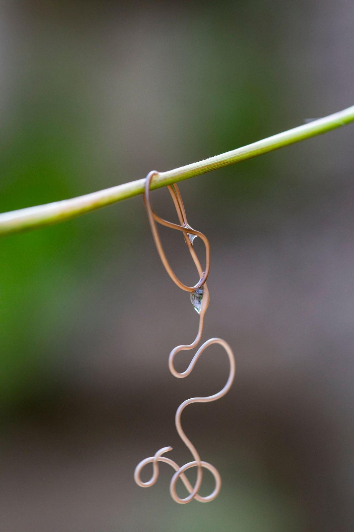 “Los zombis son algo patente y casi que predominante en el mundo animal”
