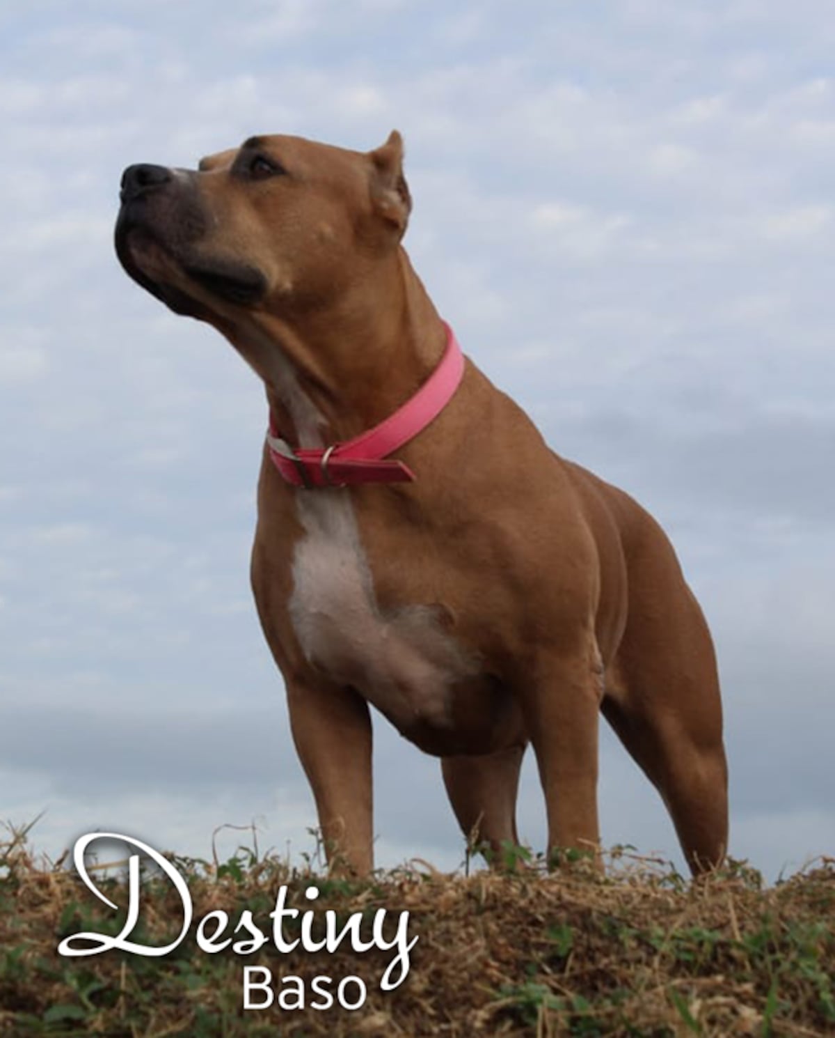 ‘Mis hijos perrunos’, ‘Mis niñas’, ‘Mi perrihija’, el Día Mundial del Perro en Panamá