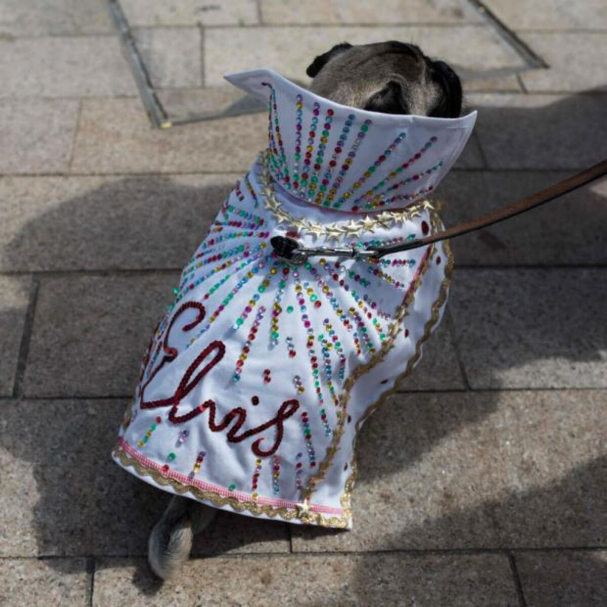 PugFest, la fiesta de los perros pugs en Inglaterra