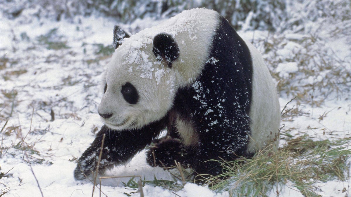 Por qué las cebras, los pandas y otros animales son blancos y negros