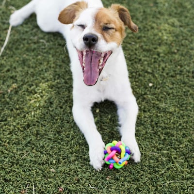 Accesorios útiles para perros y gatos