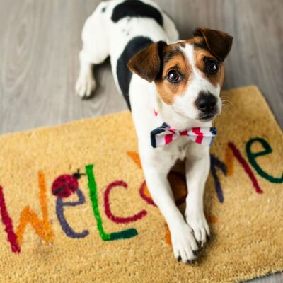 Cómo preparar la casa para la llegada de una mascota