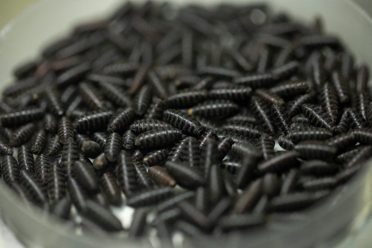 La mosca estéril que solo se produce en Panamá