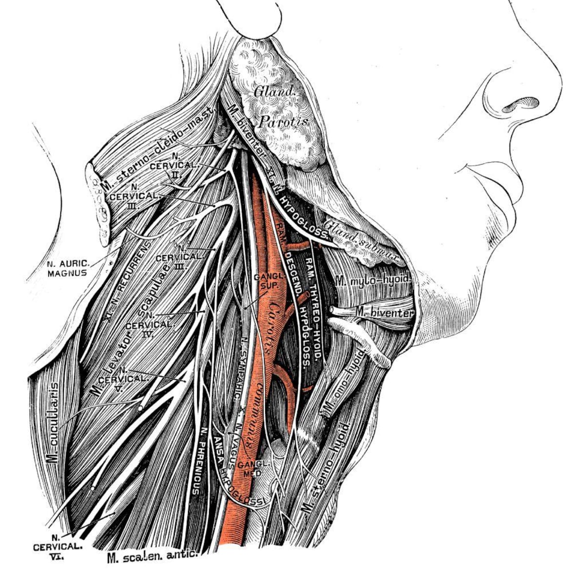 El cuerpo humano no es una obra maestra del diseño, sino un mosaico de compromisos evolutivos