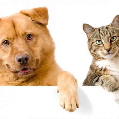 Guía rápida de aprendizaje canino