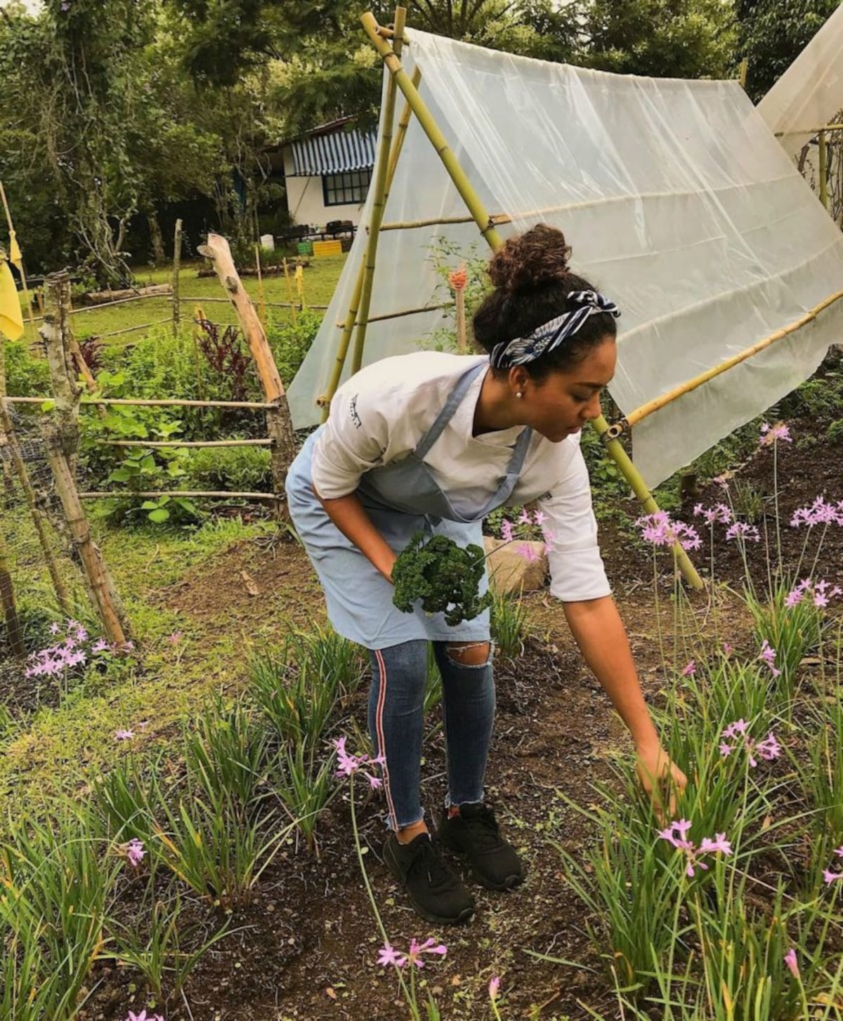 Cocinando la flor de plátano y otras joyas de la tierra panameña