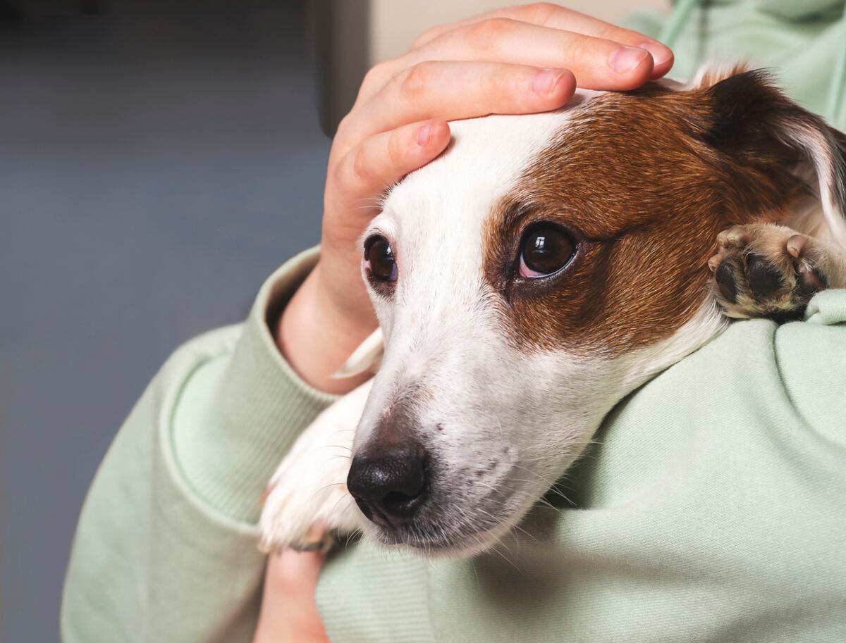 Mascotas y pirotecnia: recomendaciones para un fin de año seguro