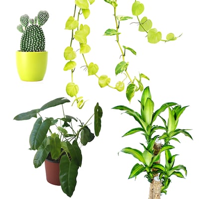 Plantas que ‘no morirán’ (al menos en los próximos meses)