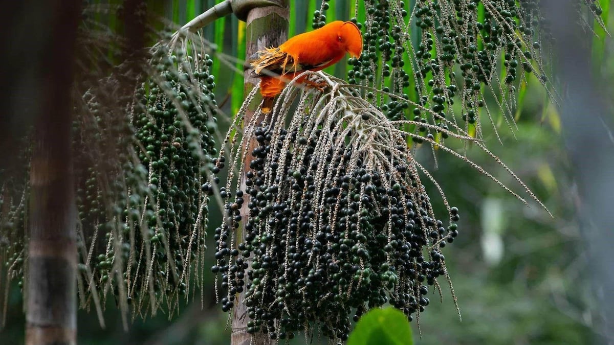 8 jugos de fruta que solo puedes saborear en la Amazonía