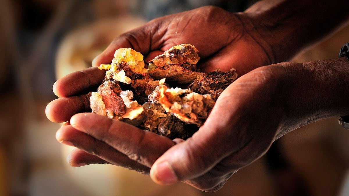 Por qué el mundo se está quedando sin olíbano, la preciosa resina aromática que se ha usado durante milenios para hacer incienso