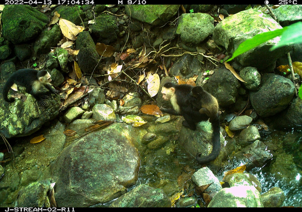 Captan en cámara a grupo de monos capuchinos con crías de otras especies secuestrados