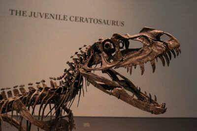 Venden esqueleto de Ceratosaurus por $30.5 millones: el tercero más caro de la historia