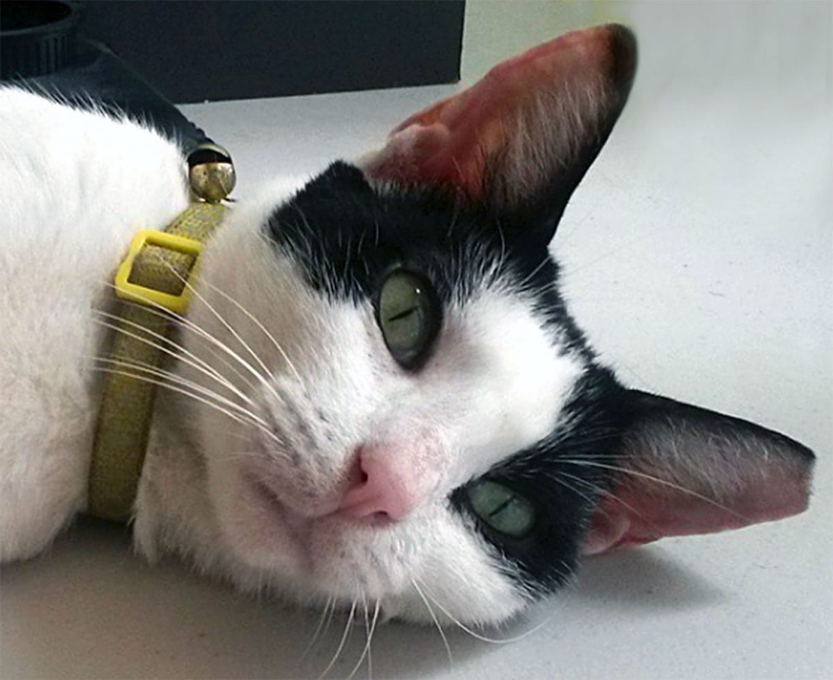 Elisa, más que una simple gata callejera