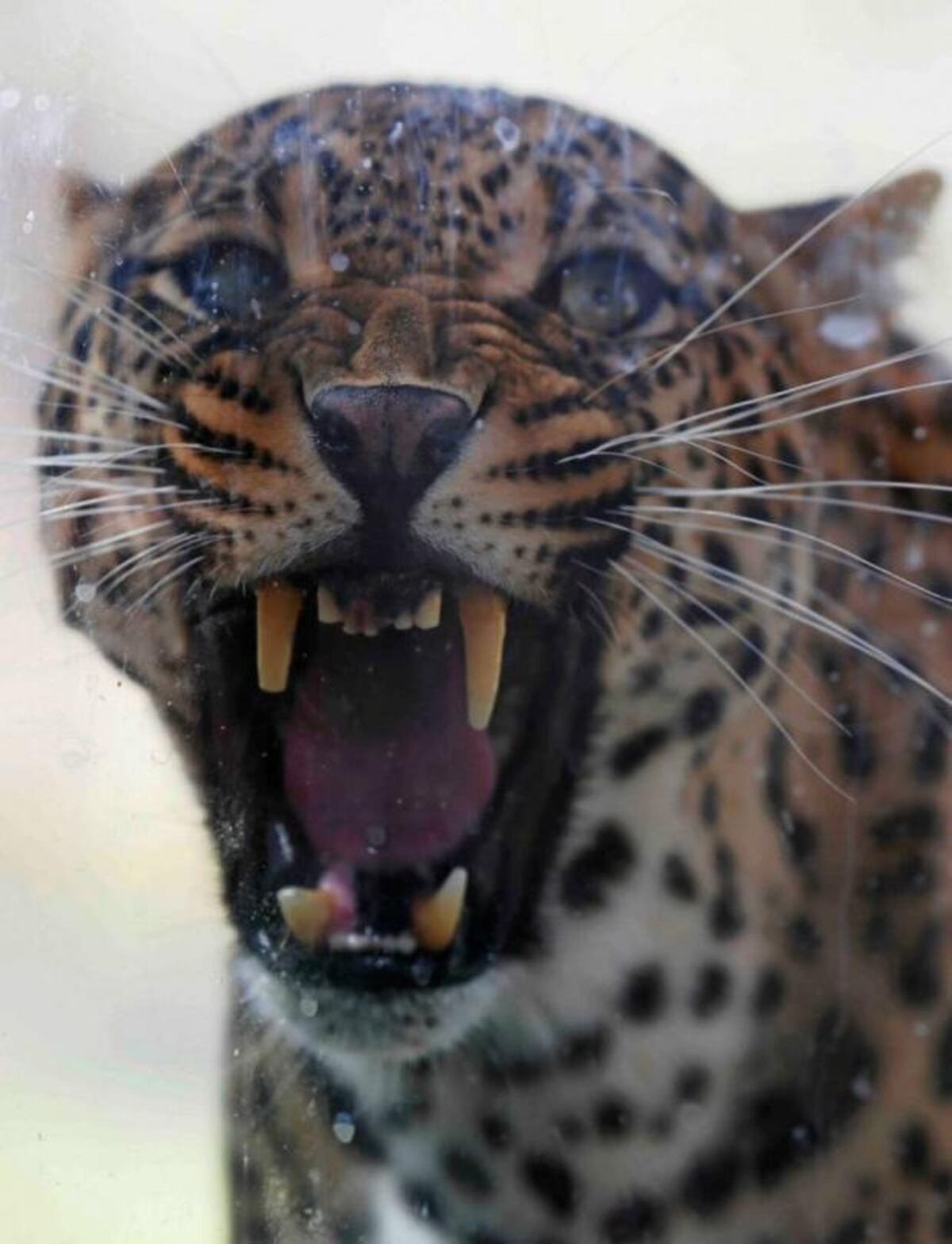 Paseo por el zoológico