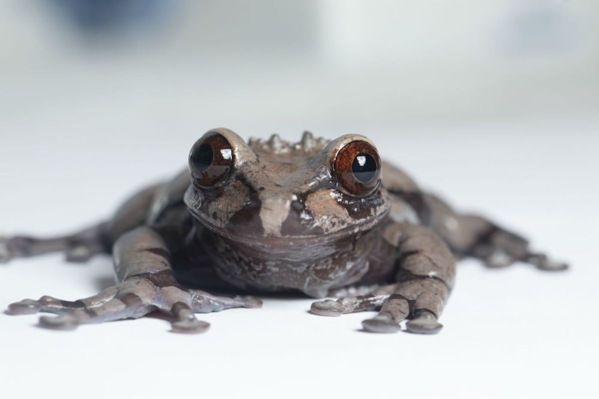 Gina Della Togna: ‘Todo tiene una función, desde el sapo más feo hasta la rana más bonita’