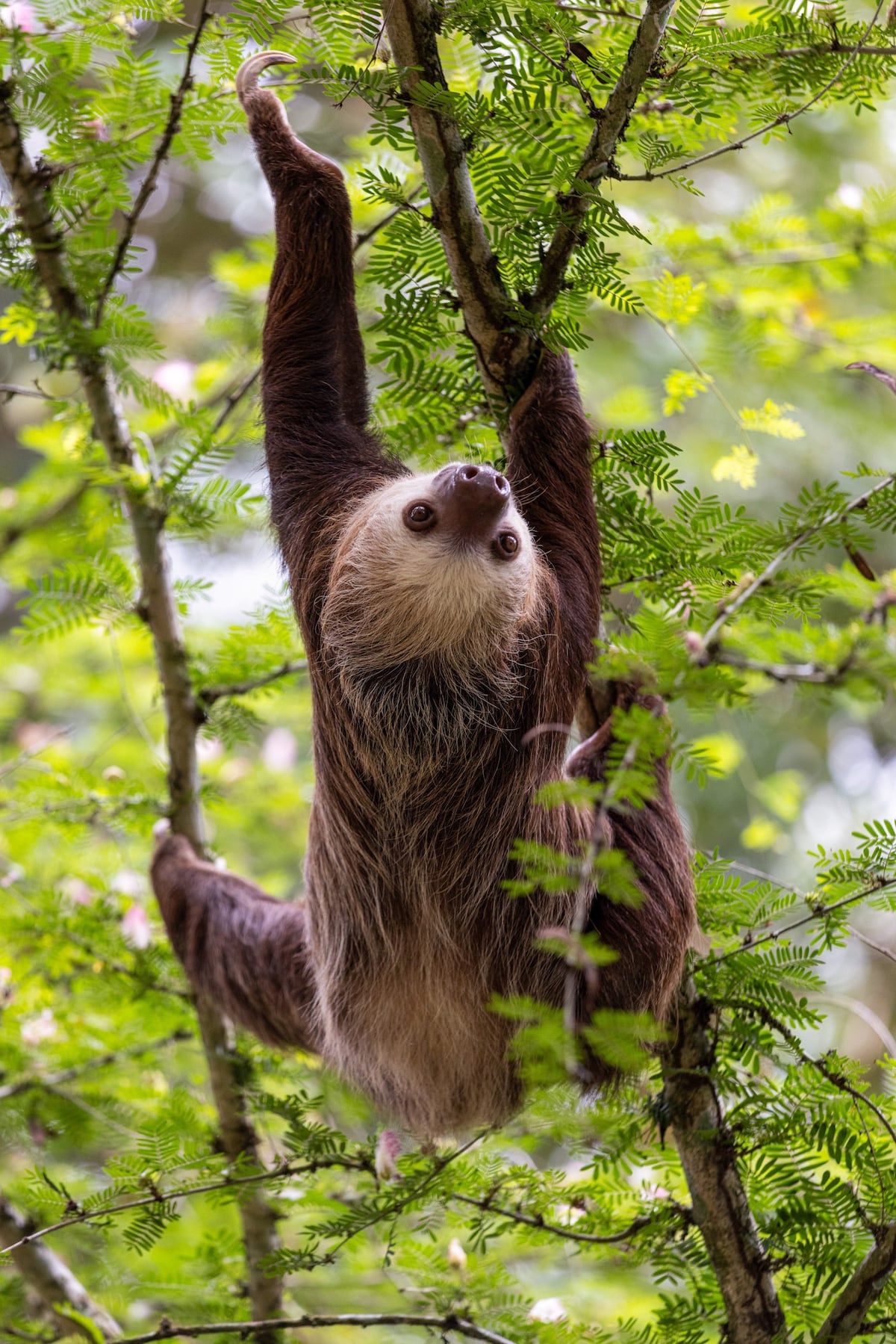 De aventura en Gamboa
