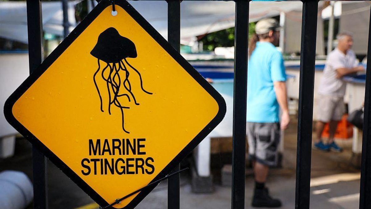 ¿Cuál es la picadura más dolorosa del mundo?