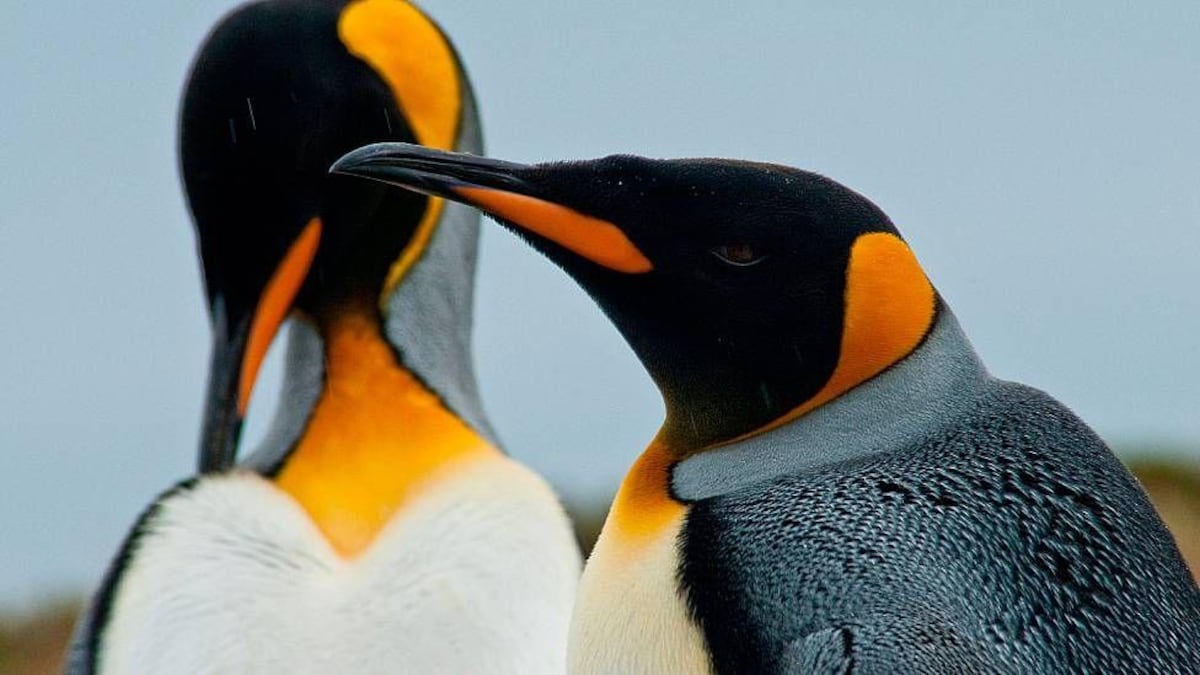 La maestra de preescolar que lo dejó todo y se convirtió en guardiana de 200 pingüinos rey en el sur de Chile