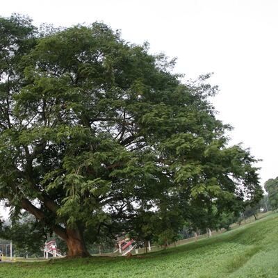 Los tres palos de mi abuela