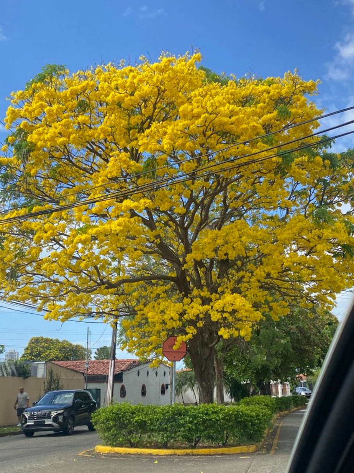 “Ven, vamos a hacer un tour de guayacanes por Panamá”: 13 fotos de los más coloridos del verano