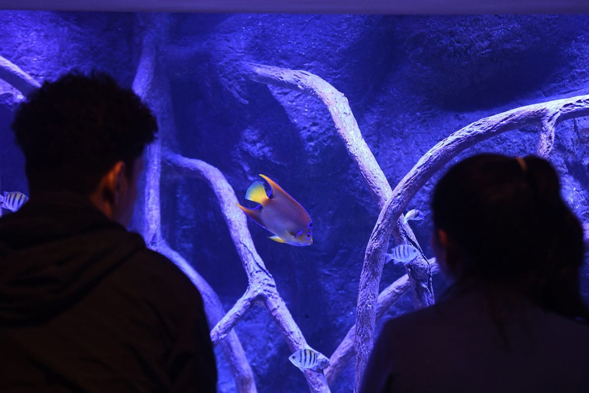 Océanos divididos, el nuevo acuario del Biomuseo
