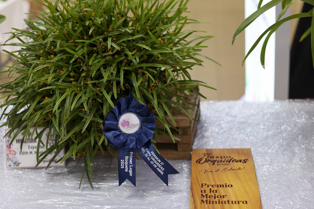 900 especies de orquídea compiten en certamen de belleza en Panamá