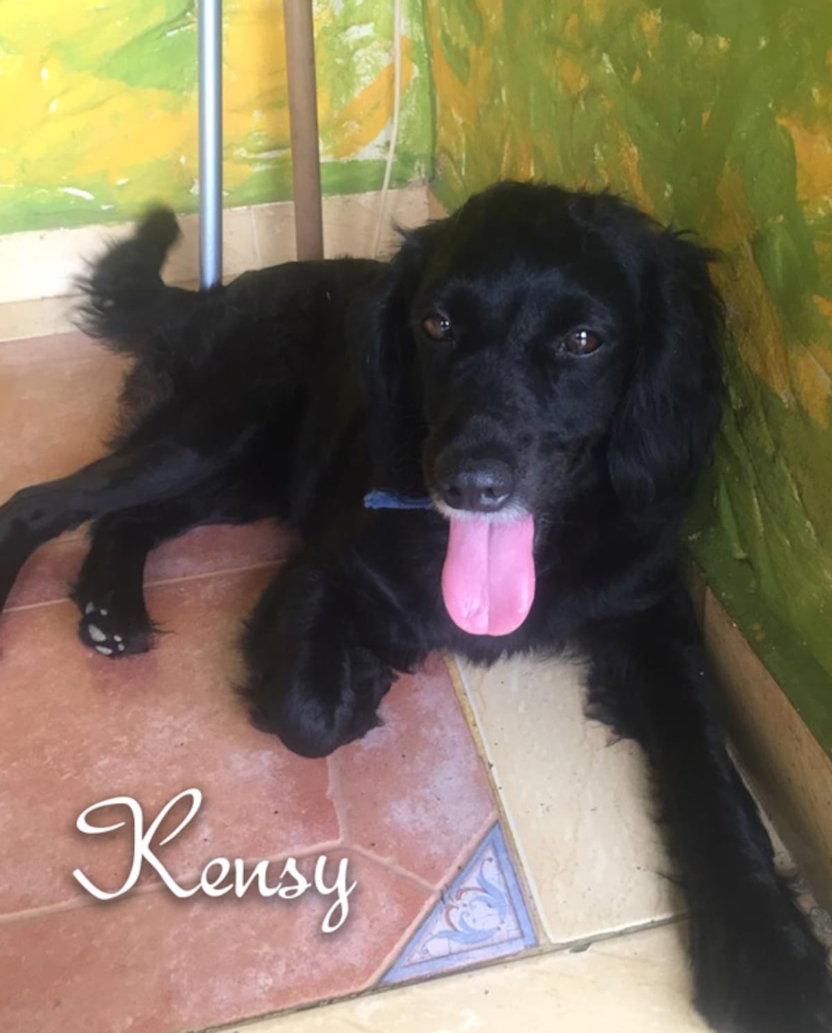 ‘Mis hijos perrunos’, ‘Mis niñas’, ‘Mi perrihija’, el Día Mundial del Perro en Panamá