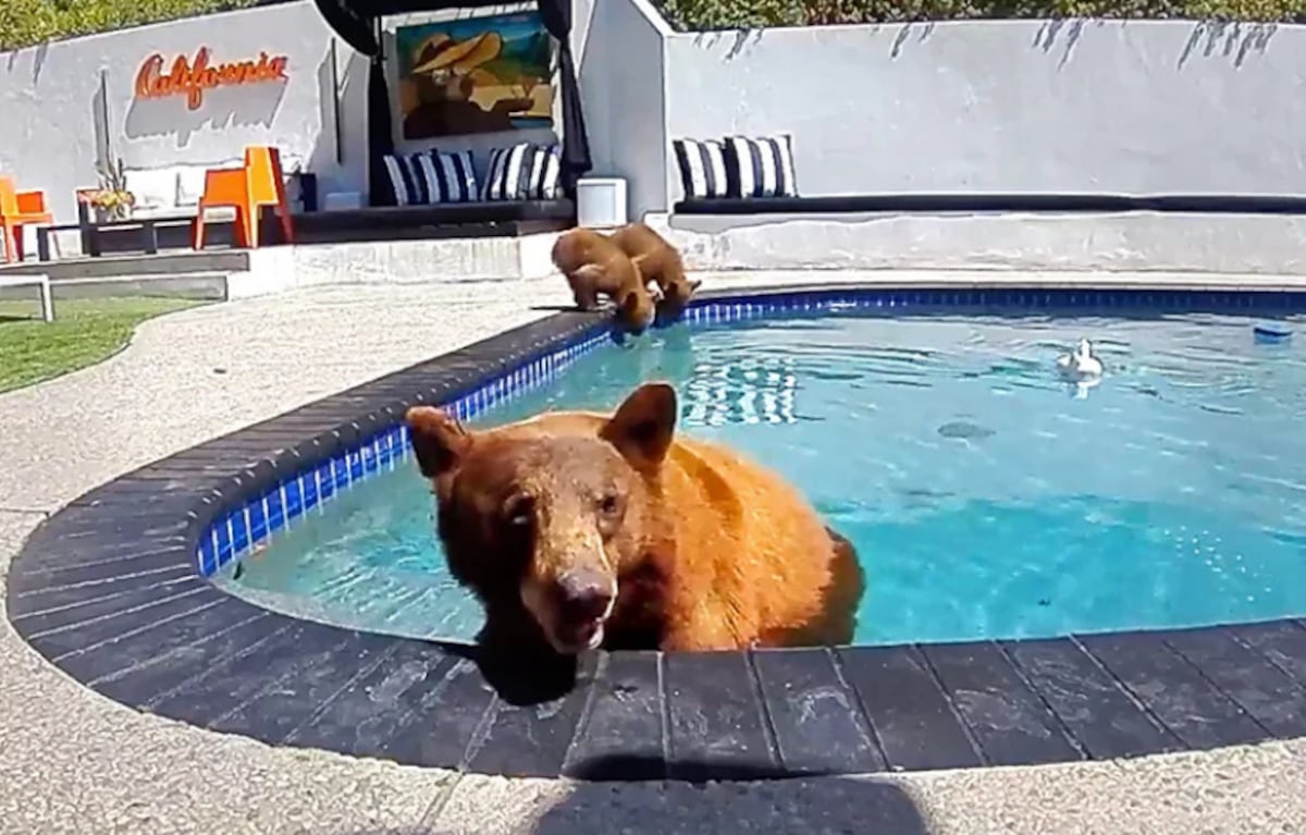 Compartimos casa con una familia de osos que se baña varios días a la semana en nuestra piscina