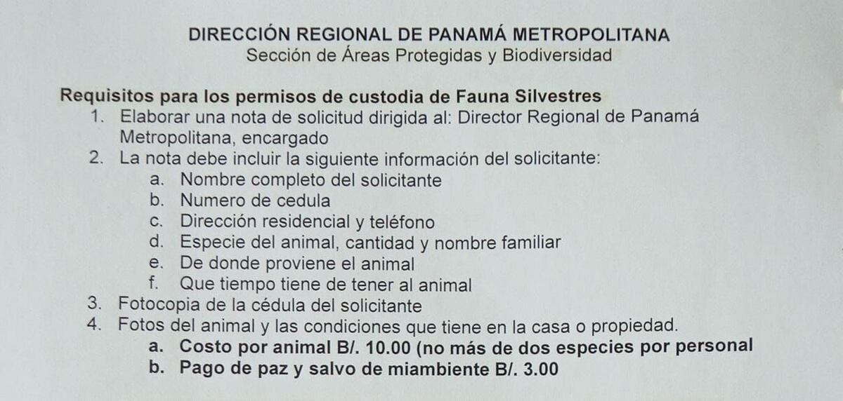 Chip: la ardilla que vive en un apartamento