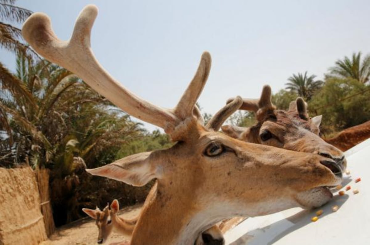 Paseo por el zoológico