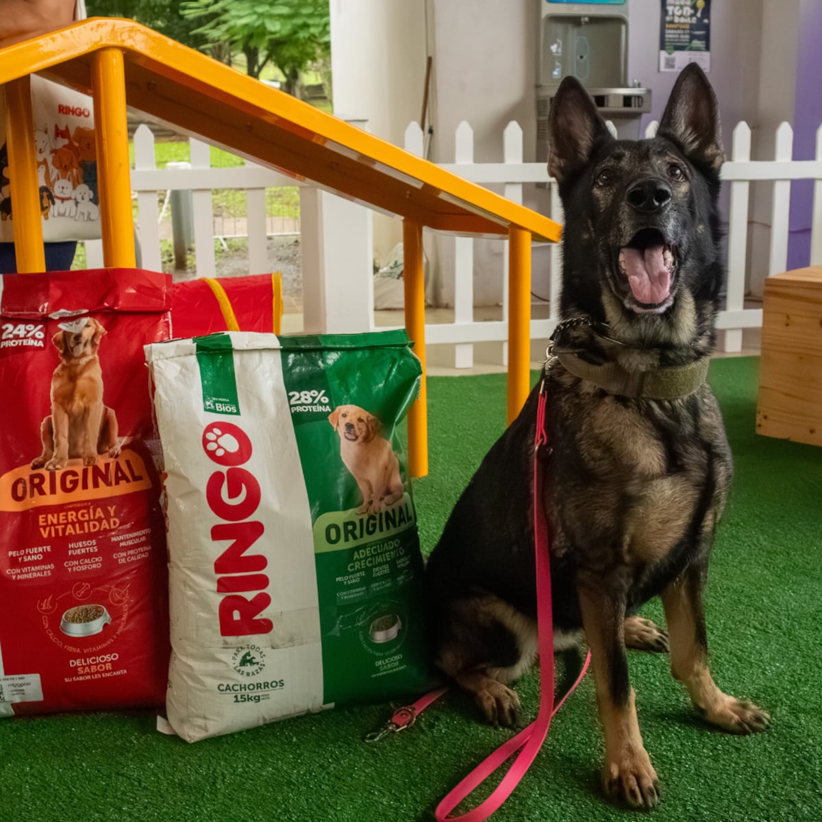 Efecto Ringo, una segunda oportunidad para las mascotas