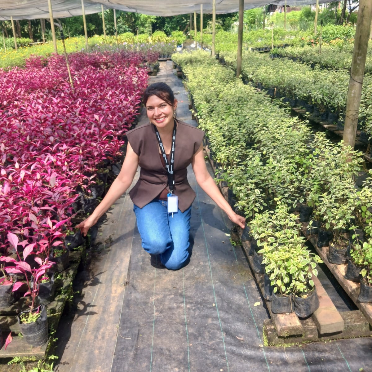 Un árbol frente a la ventana
