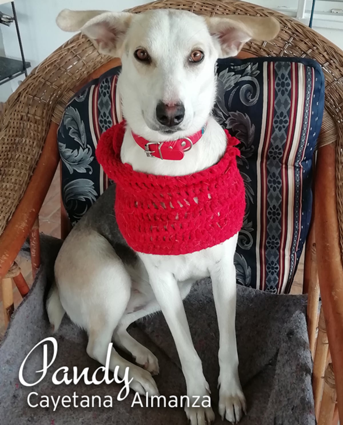 ‘Mis hijos perrunos’, ‘Mis niñas’, ‘Mi perrihija’, el Día Mundial del Perro en Panamá