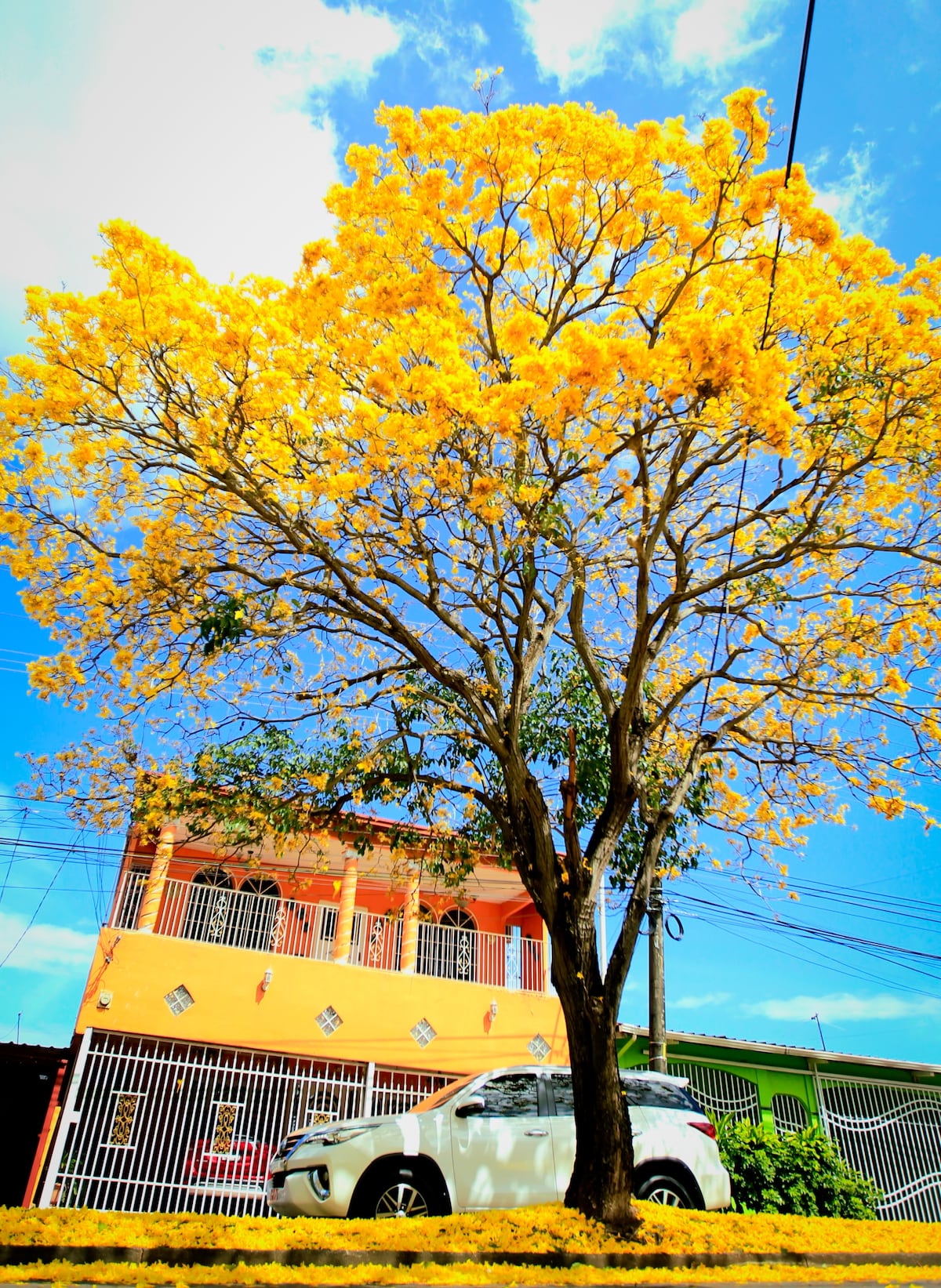 Cuando la ciudad respira amarillo: la magia del guayacán en pleno verano en Panamá