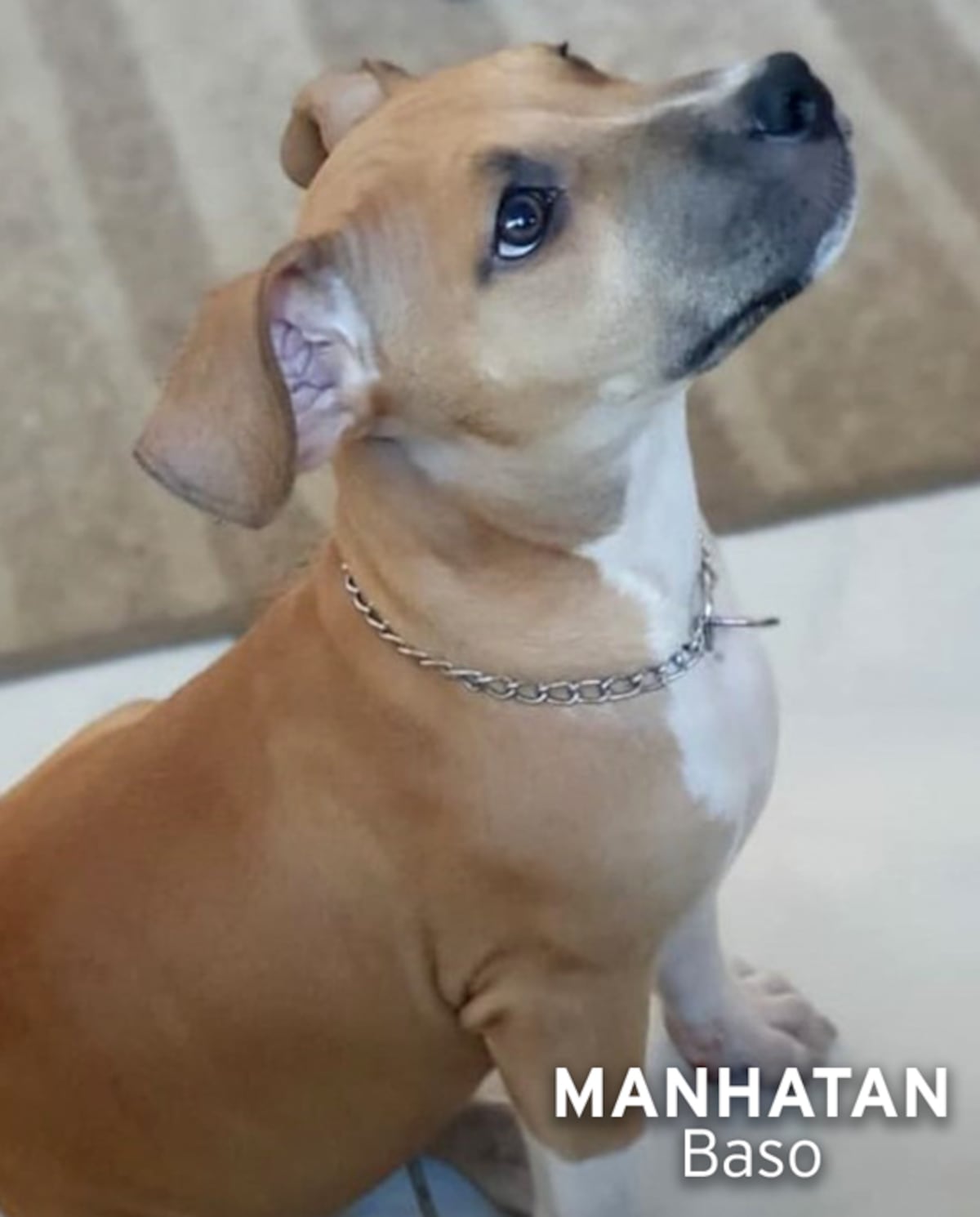 ‘Mis hijos perrunos’, ‘Mis niñas’, ‘Mi perrihija’, el Día Mundial del Perro en Panamá