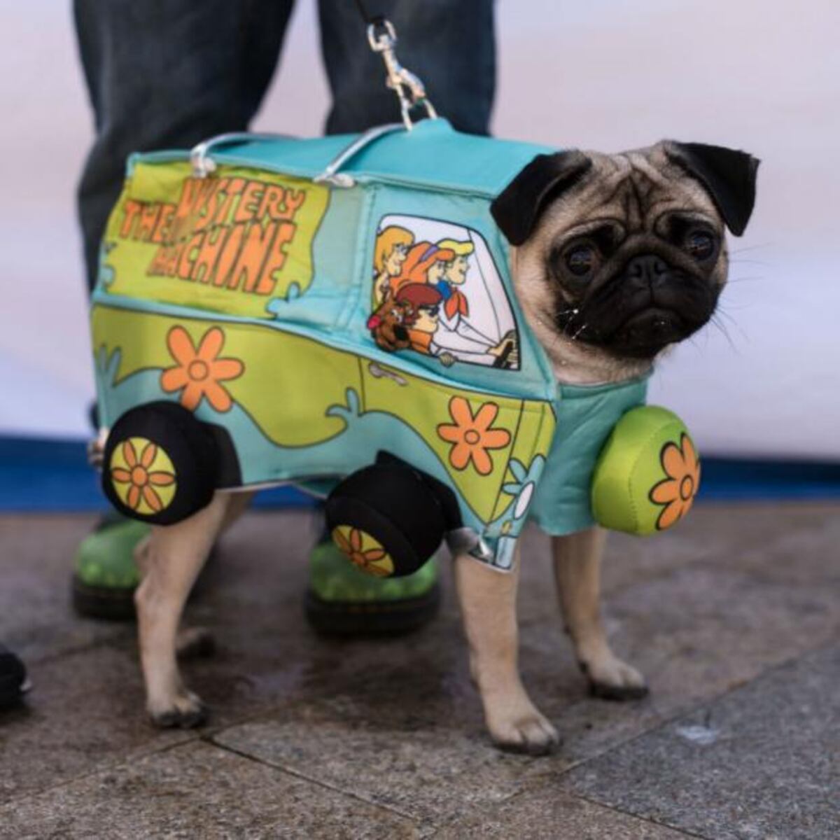 PugFest, la fiesta de los perros pugs en Inglaterra