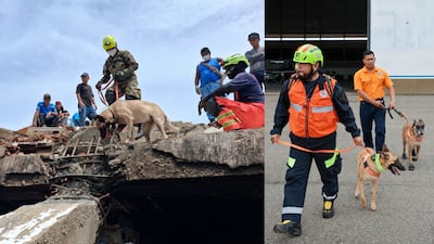 Arya, Rex, Baileys y Blade, los perros rescatistas panameños que han trabajado en la búsqueda de sobrevivientes en Venezuela