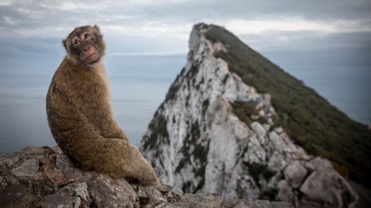 Gibraltar: 8 cosas que quizás no sabías de este enclave británico