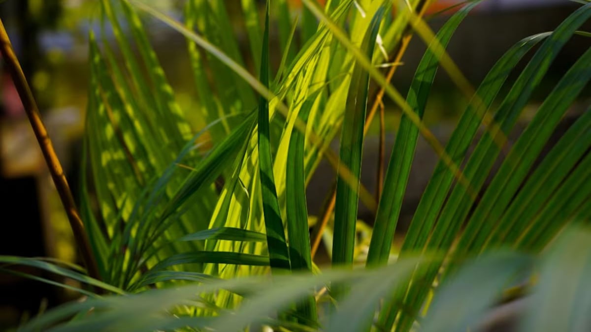 13 mitos que existían en Panamá durante Semana Santa