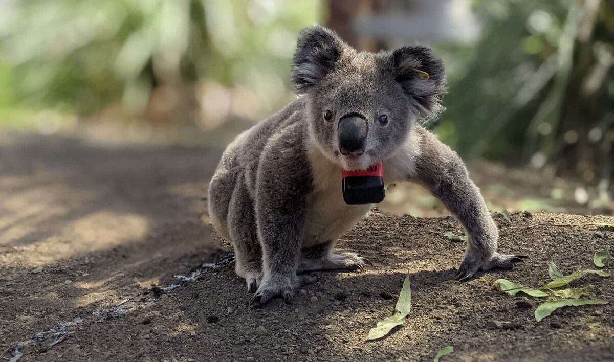 Los koalas solo pasan 10 minutos al día en el suelo, y es cuando la mayoría muere